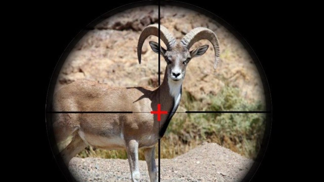 شکارچیان متخلف به دام افتادند؛ کشف لاشه حیوانات وحشی و سلاح قاچاق